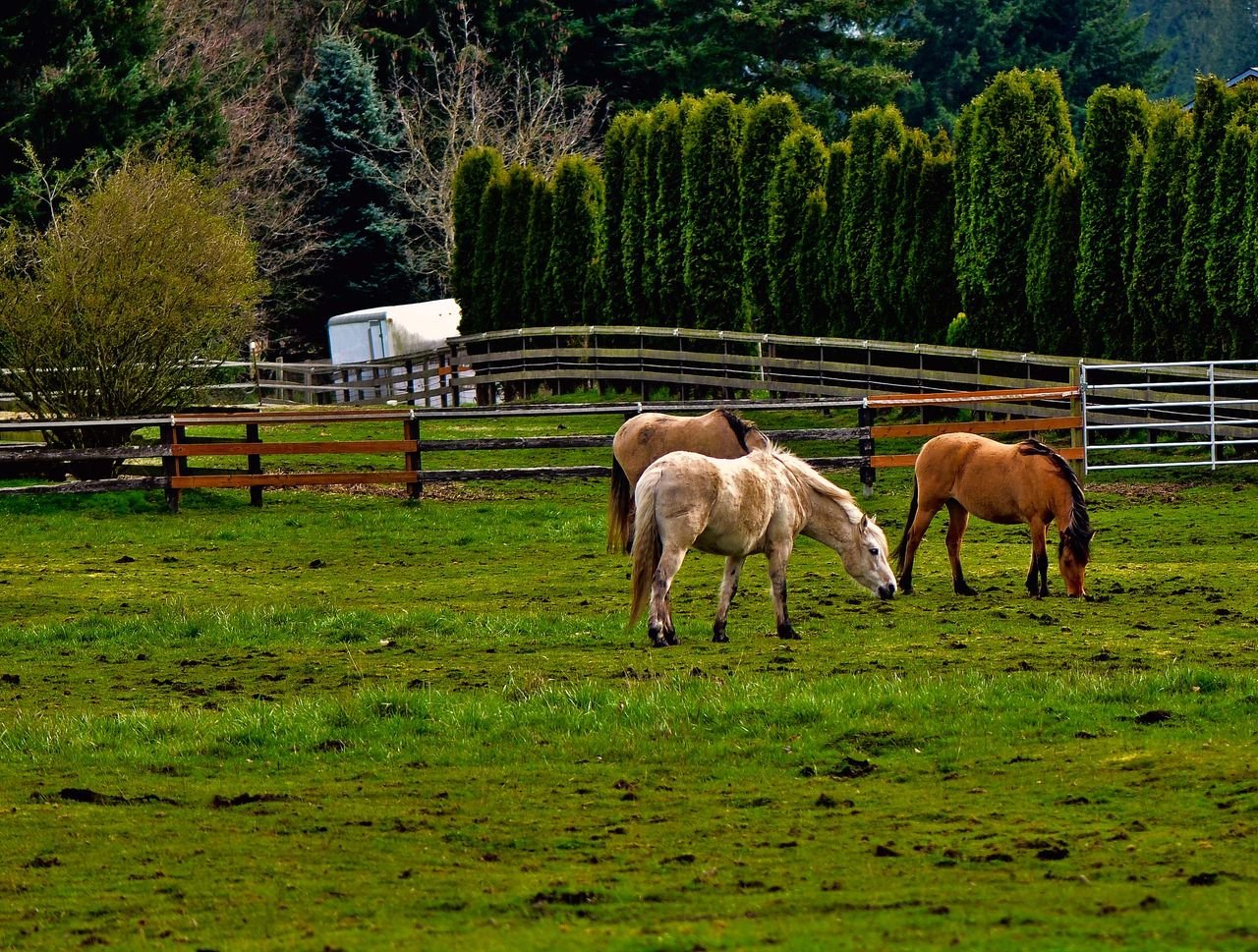 Horse farms